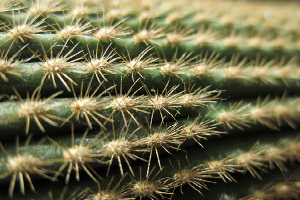Treating Cactus Injuries Is Harder Than You Think. Here’s Why.