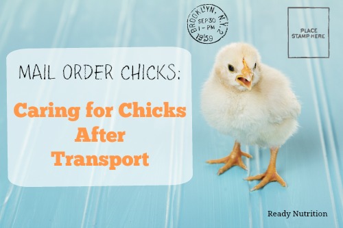 Mail Order Chicks: Caring for Chicks After Transport