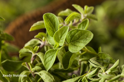 Oregano: A True Herbal Goldmine for the Natural Medicine Chest