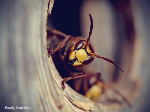 Bees, Wasps, and Hornets: They’re Back!