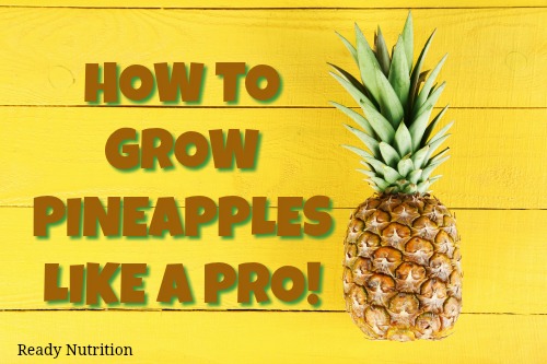 How To Grow Pineapples Like a Pro!