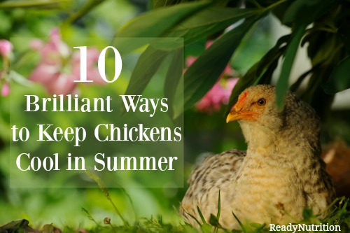 10 Brilliant Ways to Keep Chickens Cool in Summer