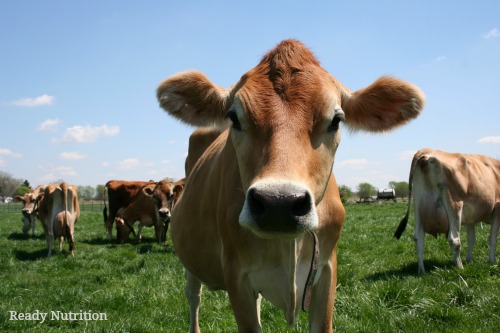 What Miniature Cows Mean for Your Homestead