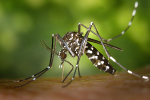 5 Reasons Why Some Are More Prone To Mosquito Bites Than Others
