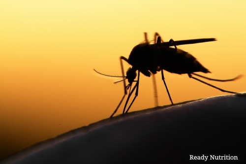 FDA Approves Mutant Mosquitos for the Suppression of the Zika Virus