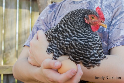 Why Your Backyard Chickens Could Be Giving You Salmonella