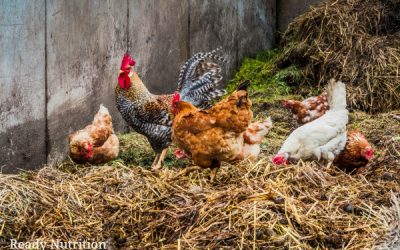 The Ultimate Chicken Crap Composting Guide