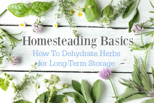 dehydrating herbs for storage