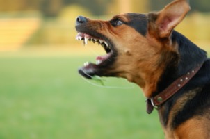 The Signs You Need to Know When Your Dog Is About to Bite!