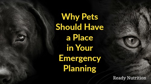Why Pets Should Have a Place in Your Emergency Planning