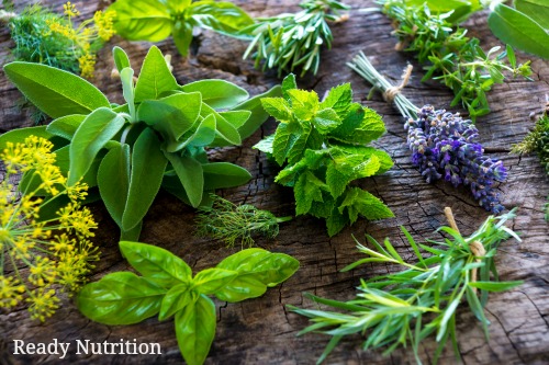 20 Medicinal Herbs That I Have in My Prepper Garden