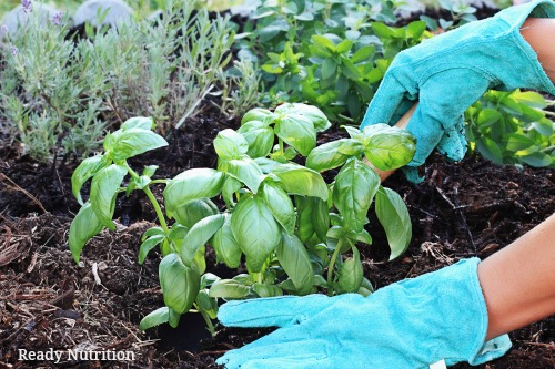 7 Reasons Why You Should Have a Medicinal Garden
