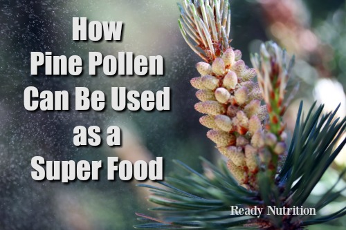 How Pine Pollen Can Be Used as a Super Food