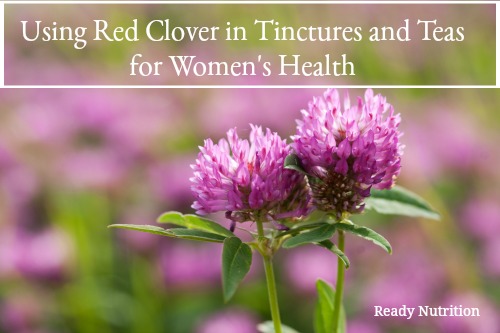 Using Red Clover in Tinctures and Teas for Women’s Health