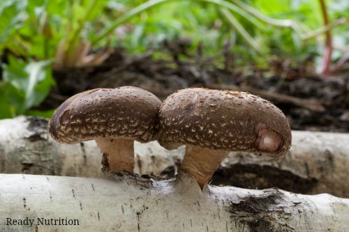 How Medicinal Mushrooms Can Improve Your Health