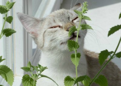 The Basics on Making Herbal Aids for Pets
