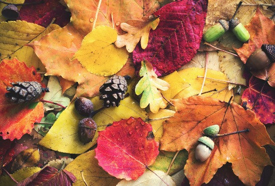 Reduce Waste: How To Make The Most Of Your Autumn Leaves