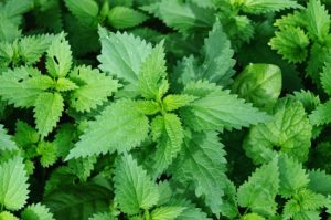 Nettles have many medicinal uses. The is a great primer to start learning!