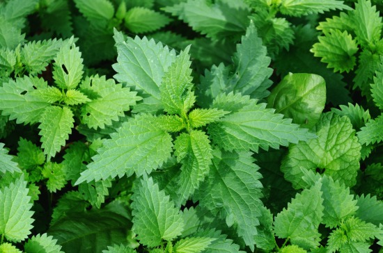 The Medicinal Power Of Nettles