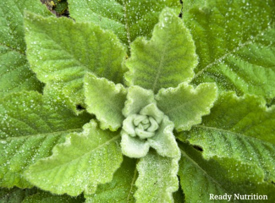 The Healing Properties of Mullein – Especially During the Cold and Flu Season