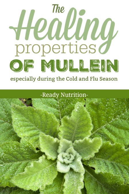 You can find mullein in leaf, tincture, pill, or capsule form, but this information is given to you in the hopes that you’ll go out next season and find it to make your supplies with as well.