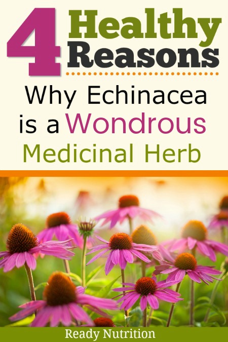  Echinacea is perhaps most widely used as an herbal remedy to help fight off colds or the flu once ill.  It's often used in a tea or as a supplement to boost the body's natural immune system, yet it has even more incredible health benefits even if you aren't sick with a cold! #ReadyNutrition