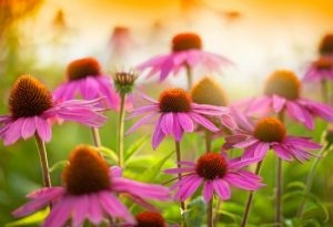 Echinacea is perhaps most widely used as an herbal remedy to help fight off colds or the flu once ill.  It's often used in a tea or as a supplement to boost the body's natural immune system, yet it has even more incredible health benefits even if you aren't sick with a cold! #ReadyNutrition