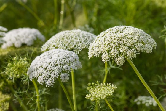 Yarrow Herb: It’s Health Benefits And How To Use It Medicinally