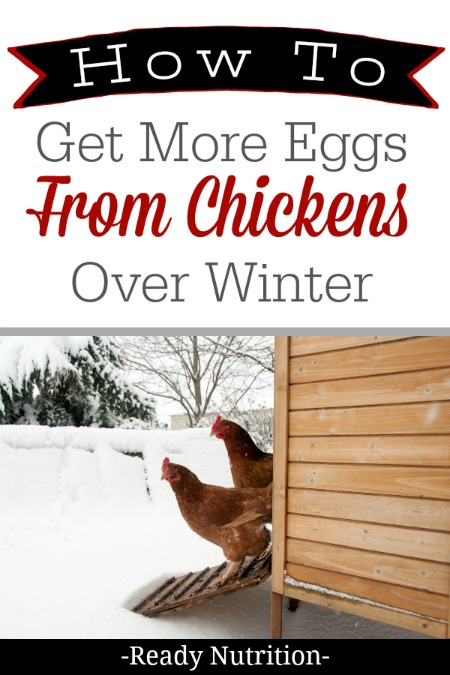 During winter, it is entirely possible to see your hen's egg production slow down, but there are things you can do to ensure a steady supply of eggs. #ReadyNutrition