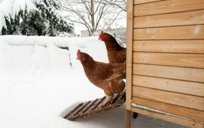 How To Get More Eggs From Chickens Over Winter