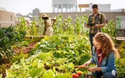 10 Best Vegetables for Urban Gardeners