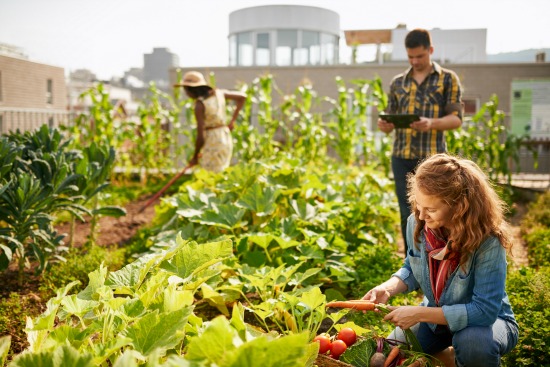 10 Best Vegetables for Urban Gardeners