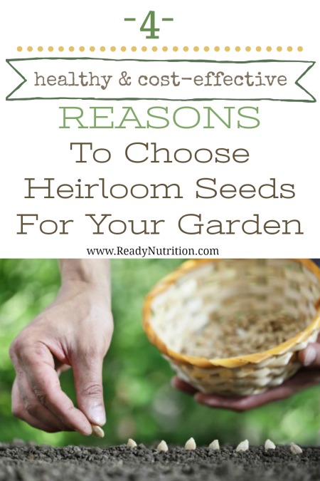 Shopping for vegetable seeds, whether online or locally, you will come across two different types: hybrid and heirloom.  It's important to always choose heirloom if you can, and there are several reasons for this. #ReadyNutrition #ReadyNutritionBrand #ReadyNutritionSeeds #HeirloomSeeds #Gardening