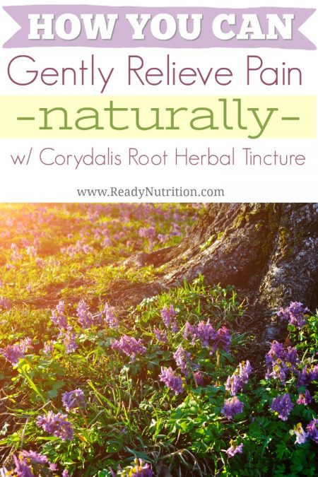 Ready Nutrition herbal tinctures help those who are turning back to nature to aid their body and mood. Corydalis root is one of those herbal remedies and has been shown to be useful in the gentle relief of pain.