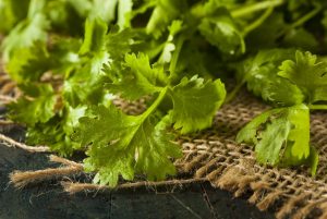 If you aren't already including cilantro in your diet (and your garden), it is time to start thinking about it for a number of reasons.