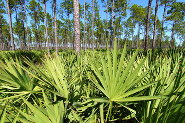 Saw Palmetto Herbal Tincture: Benefits And Uses For MEN