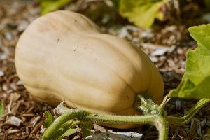 A Growing Guide For Delicious Butternut Winter Squash