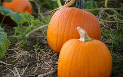 A Growing Guide For Small Sugar Pumpkins