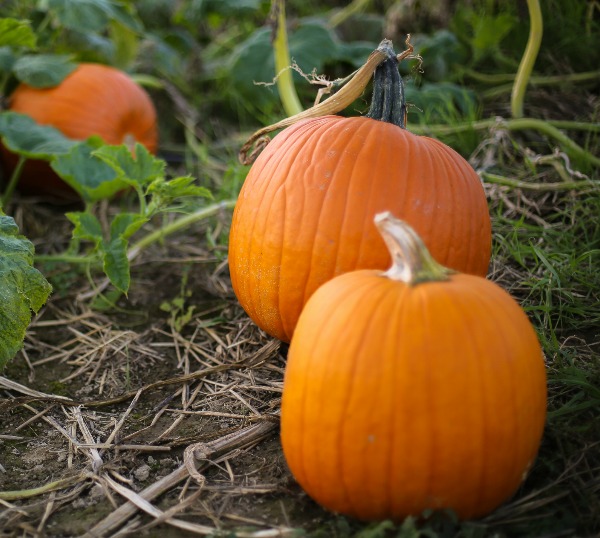 A Growing Guide For Small Sugar Pumpkins