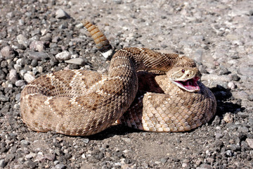 How To Protect Yourself From Venomous Snakes