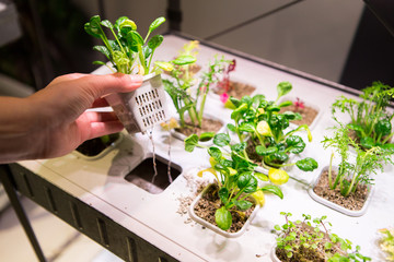 You could realistically grow an entire garden hydroponically in your own home, and with a large enough financial investment, have fresh produce year-round even in cooler climates!