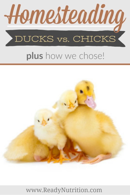 Some people will be able to have both ducks and chickens on their homestead with no trouble whatsoever. We really wanted to raise a flock of something though for the eggs, and eventually made the decision to raise ducks. This is our story of how and why we ended up with 6 ducks and zero chickens. #ReadyNutrition