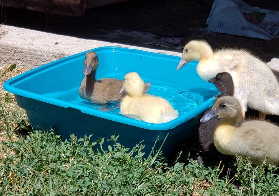 We've taken to owning ducks like ducks to water! It's cute cliche, but I also have some advice for new duck owners looking to improvise or DIY a watering situation or pool for them to swim in.  Because let's be real: ducks take to the water, and therefore, their water is everywhere!