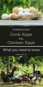 Chicken eggs and duck eggs are different. This article won't say one is better than the other, yet will celebrate the differences that should be noticed and how to alter your recipes if you do choose to use duck eggs instead.