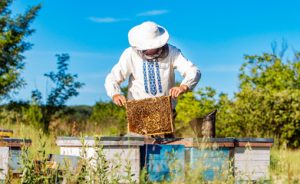 Before deciding to get into beekeeping, it's important to know what you're signing up.  It may seem daunting, but beekeeping comes down knowing the basics. 