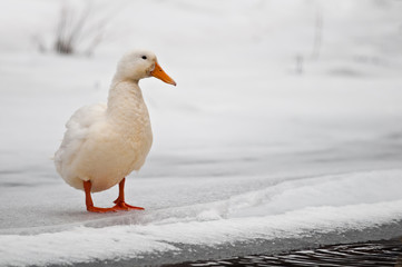 How to Prepare Your Flock of Ducks For Winter