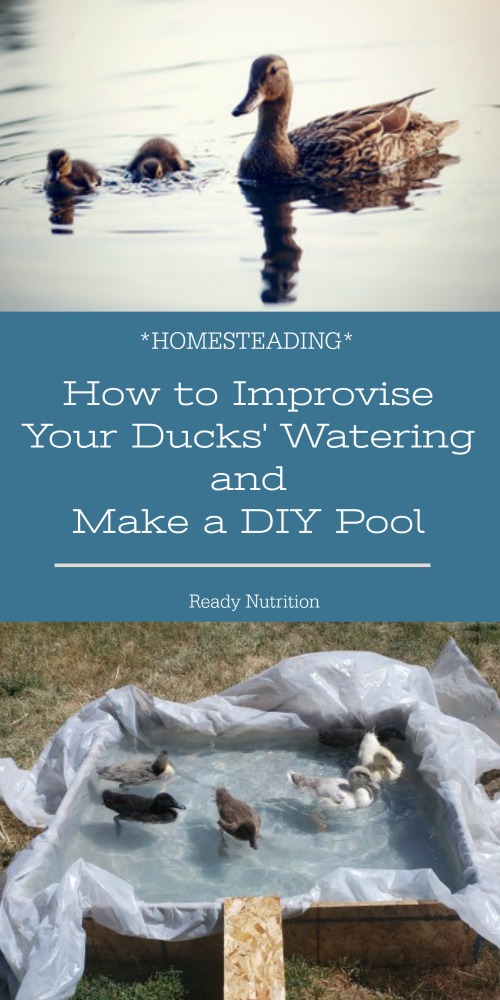 We've taken to owning ducks like ducks to water! It's cute cliche, but I also have some advice for new duck owners looking to improvise or DIY a watering situation or pool for them to swim in.  Because let's be real: ducks take to the water, and therefore, their water is everywhere!