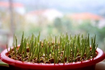 The Benefits of Wheatgrass and Why You Should Grow It This Winter