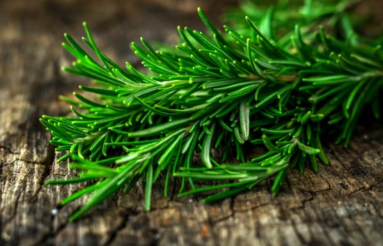 Health Benefits of Rosemary & How To Grow Rosemary in Winter