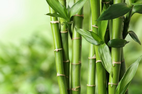 Going Green: 10 SUSTAINABLE Ways To Use Bamboo